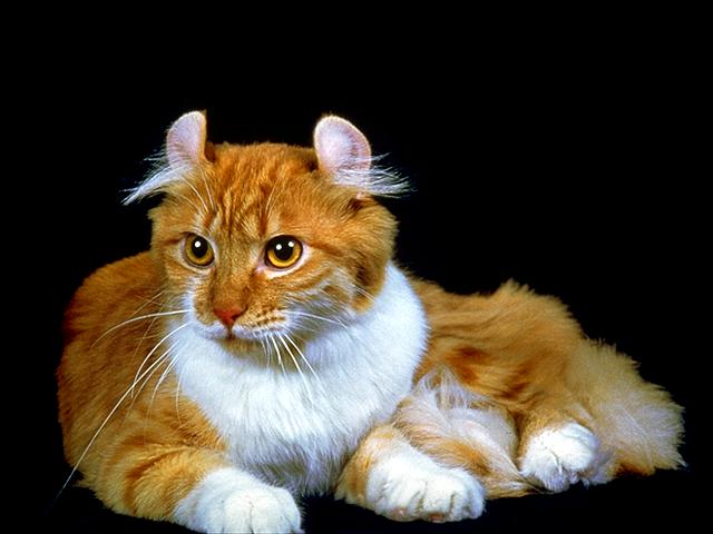 Коты и Кошки