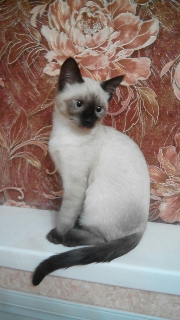 Коты и Кошки