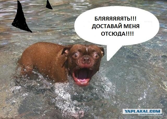 Жабельный собакен
