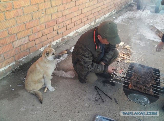 Кто как собаку выбирал