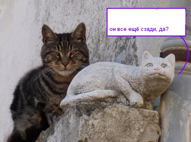Кот без прикрас