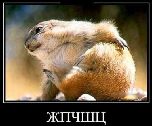 Зверушки потягиваются