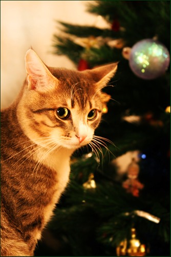 Новогодний КОТОВТОРНИК!