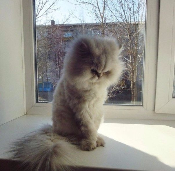 Немного милоты