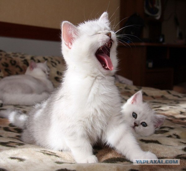 Котовторник! 11.10.11