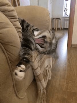 Котейка зевнул