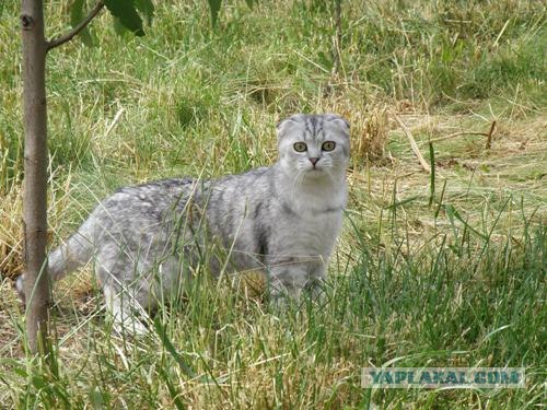 Котовторник (07.02.2012)