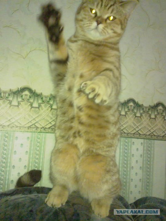 Котовторник 27.03.2012