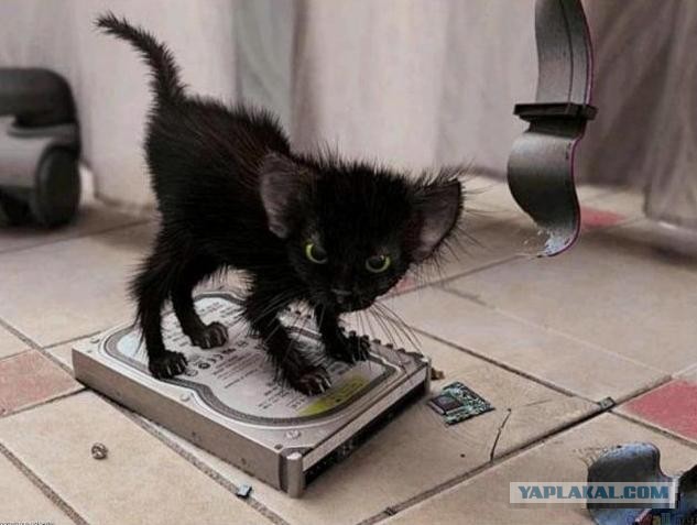 Черноногая кошка: Малютка сеет смерть. Котик-терминатор, что эффективнее тигра