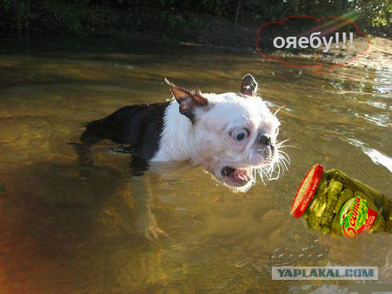 Хозяин, ты что?
