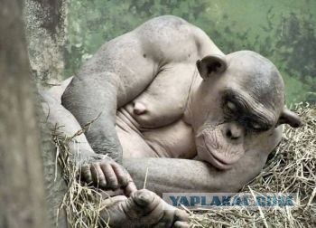 Фотожаба: Всю жизнь за решеткой