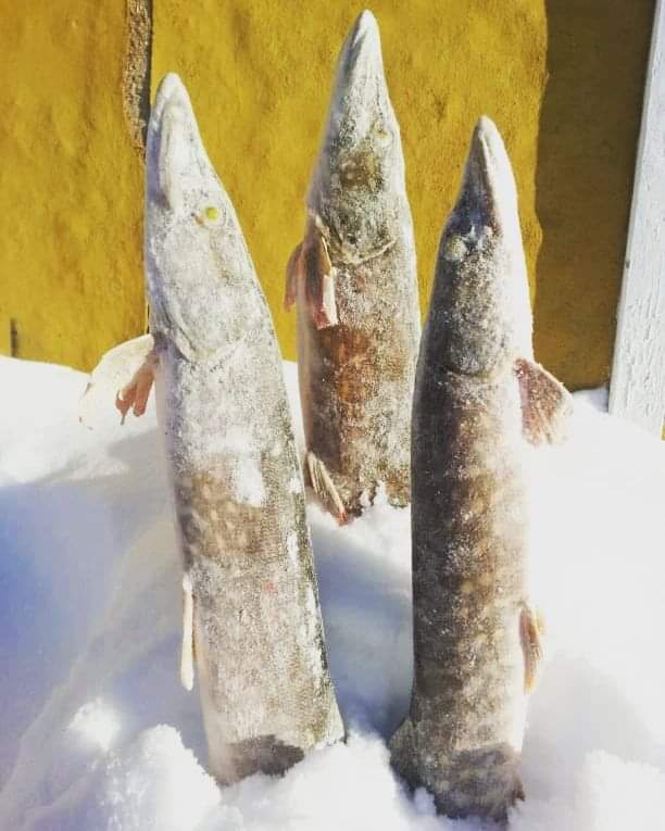 Как зимуют щуки в северных реках