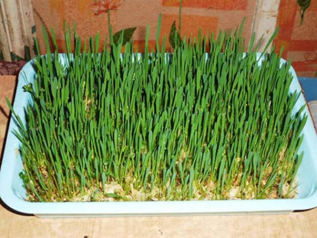 Прорастить овес. Проросшая пшеница. Овёс посевной. Овес. Почему нельзя выращивать овес.