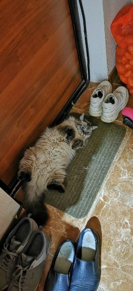Котовторник 1.11.22