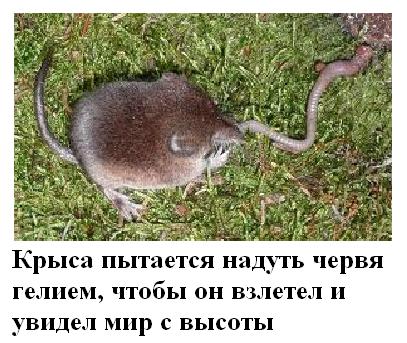 Животные добрые, они помогают друг другу