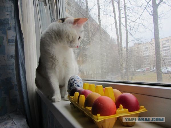 Котовторник  07.05.2013