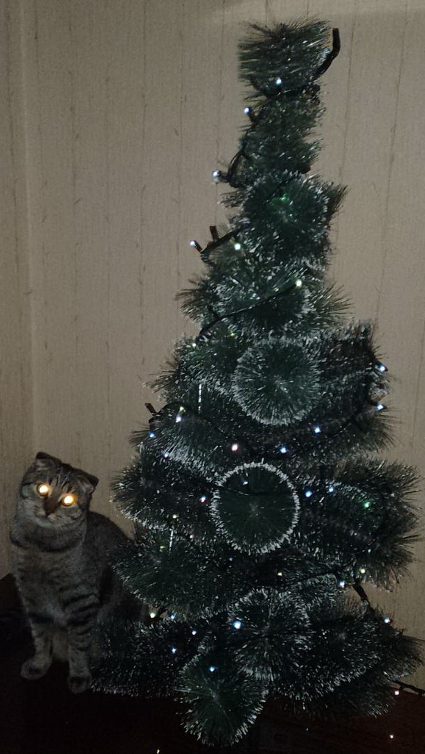 Мой котовторник