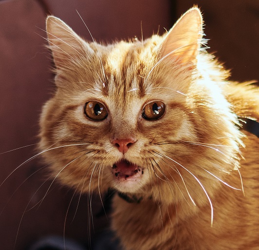 Котовторник в картинках