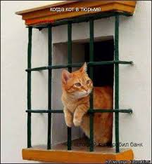 Кот нанес смертельную рану мужчине в Ленобласти