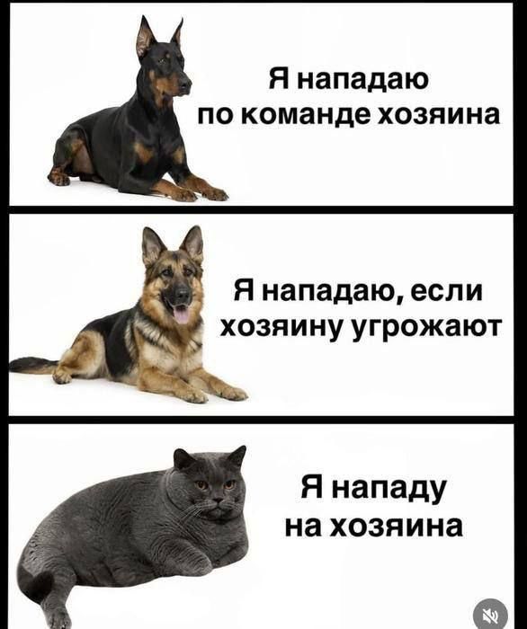 К котовторнику: подборка картинок-баянов с котиками и про котиков. Выпуск 31.