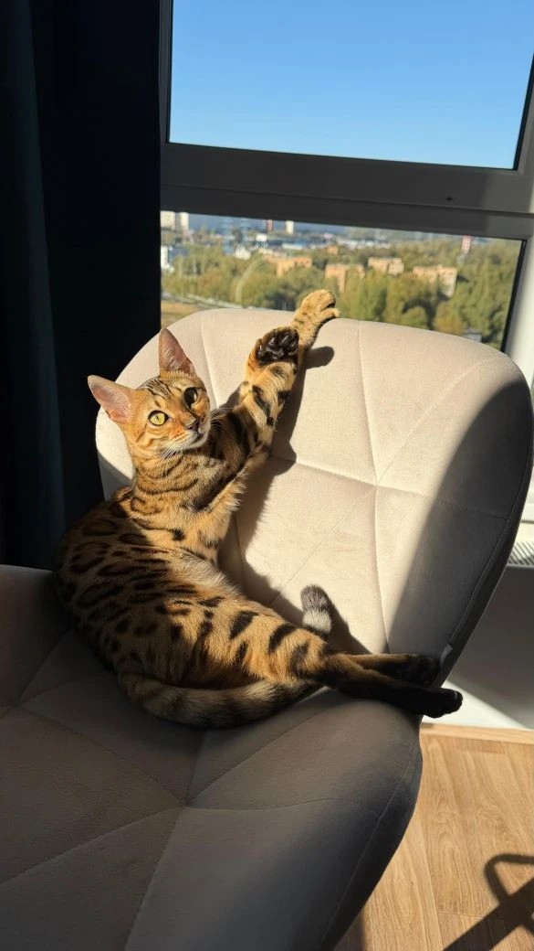 Кот и буквы