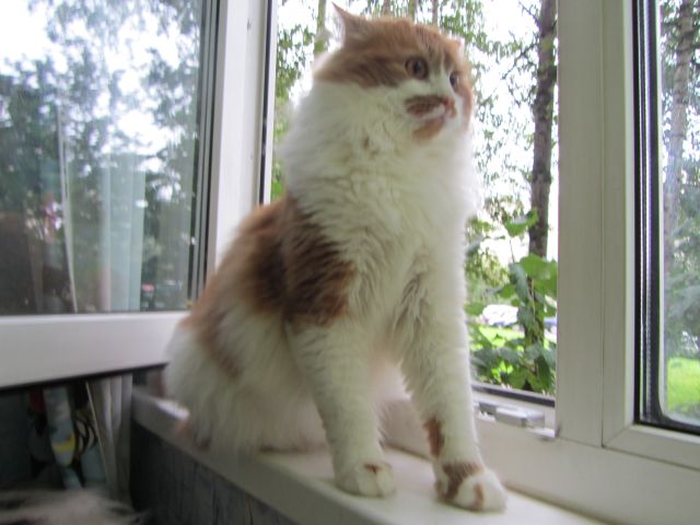 Котовторник   17.12.2013