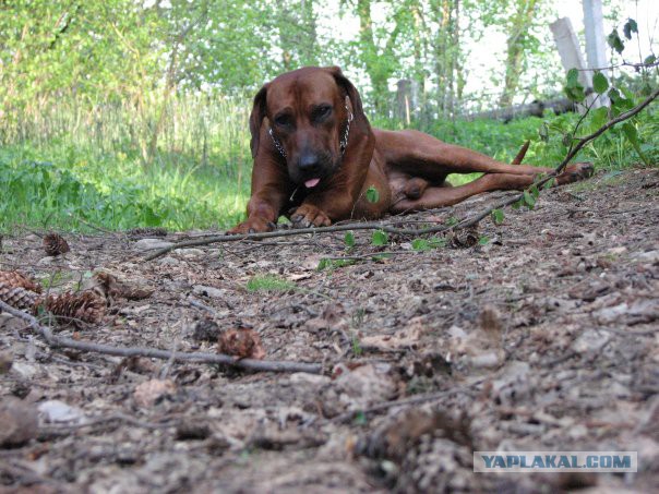 О, my dog