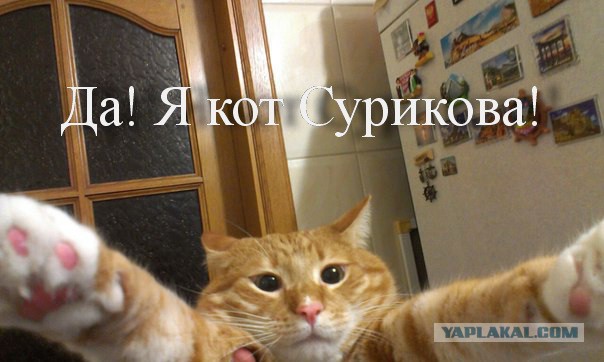 Котовторник 25.02.2014