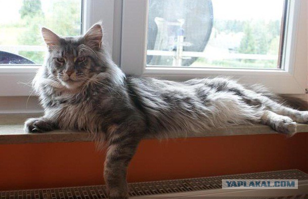 Международная выставка кошек Кэтсбург 2014