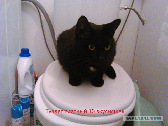 Котовторник 02.09.2014