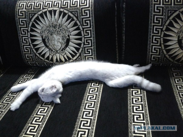 Вот такая кошечка..