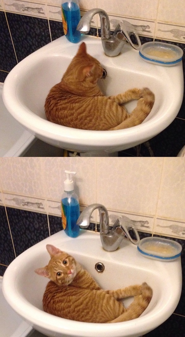 Забавные коты и кошки