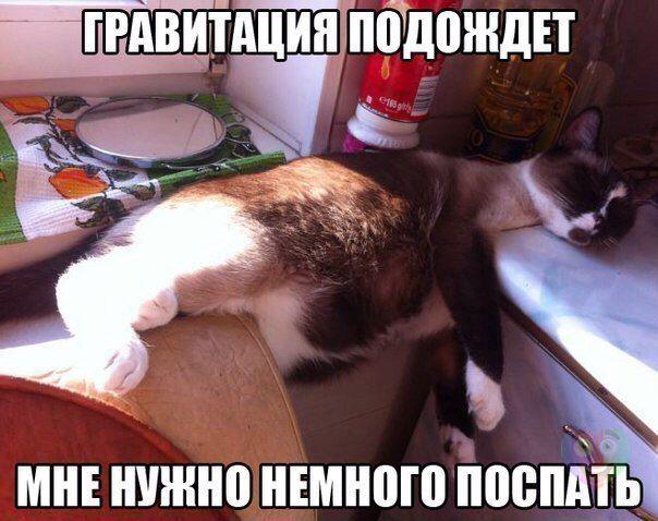 Коты, постигшие искусство сон-фу.