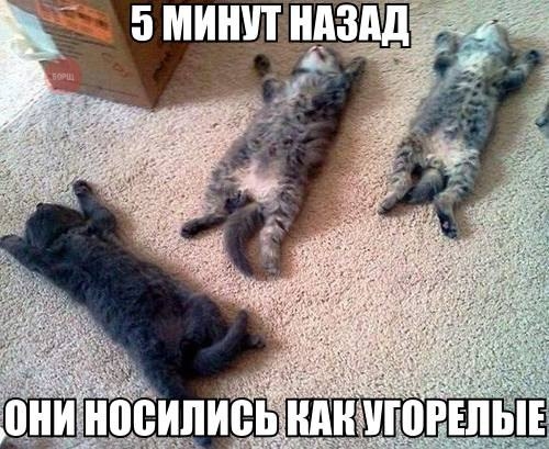 Котовторник