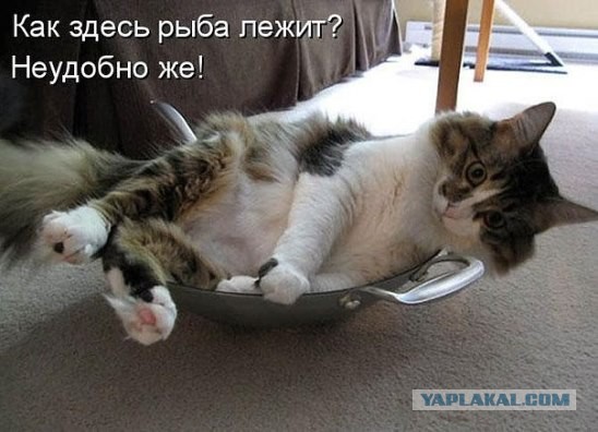 Прикольные коты