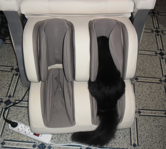Котовторник 20.10.2015