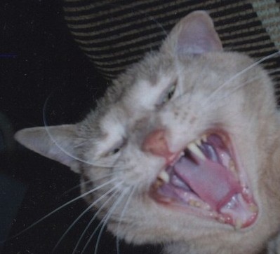 Котовторник!