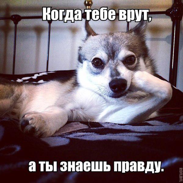Мохнатые беспредельщики