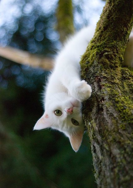 Коты из сети