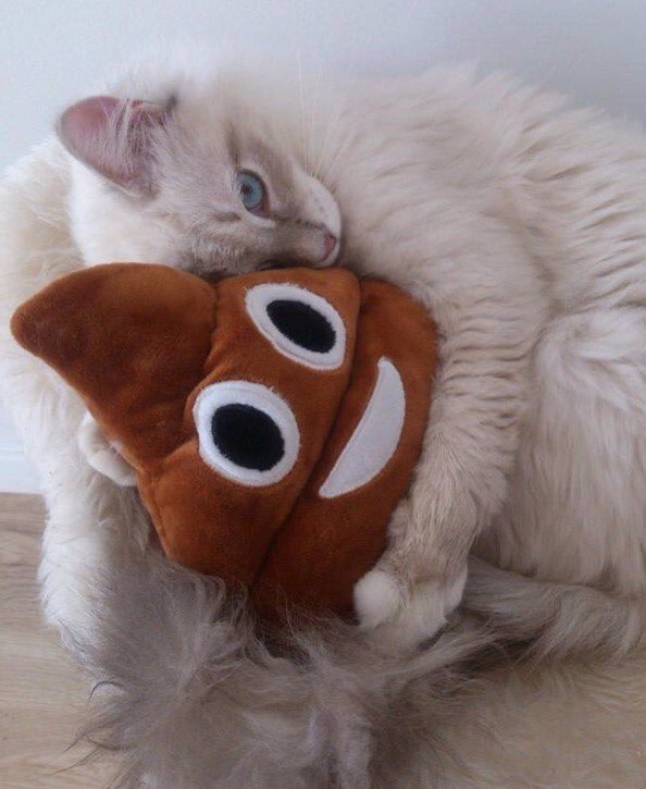 Коты и Кошки