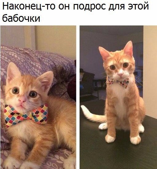 Коты и Кошки