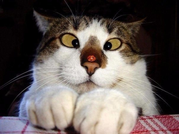 Коты и Кошки