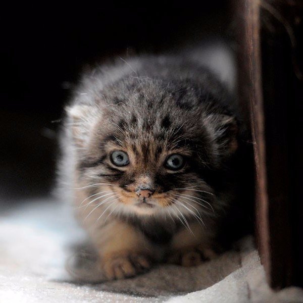 Коты и Кошки