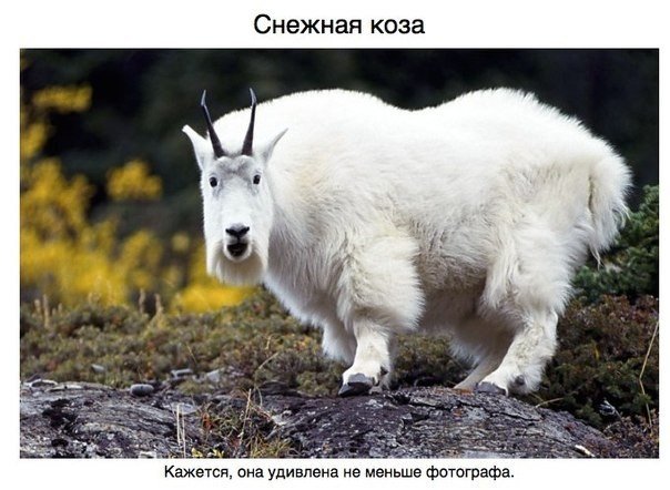 Живность из сети