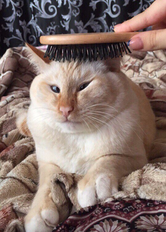 Коты и Кошки
