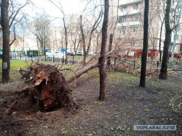 В Москве из-за шторма пострадали 12 человек