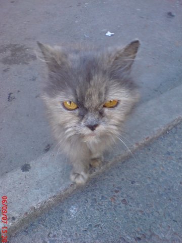 Эй! Ну погладь котика! Погладь кота