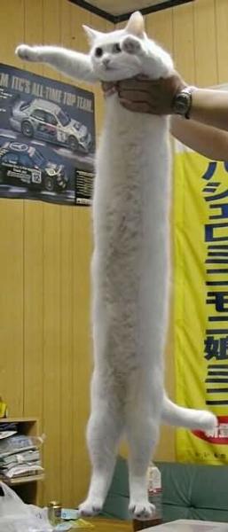 Котовторник стартует