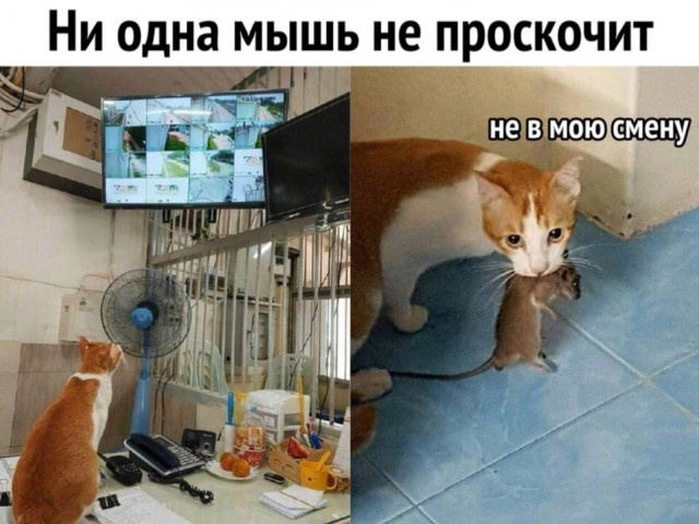Юмор и перлы из социальных сетей!