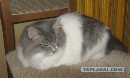 Коты до и после